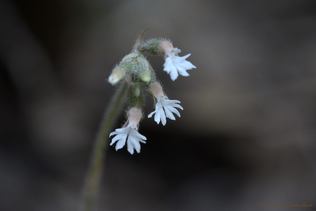 Cheirostylis flabellata (A.Rich.) Wight